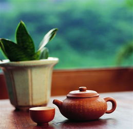 茶文化 禅茶一味,茶话人生